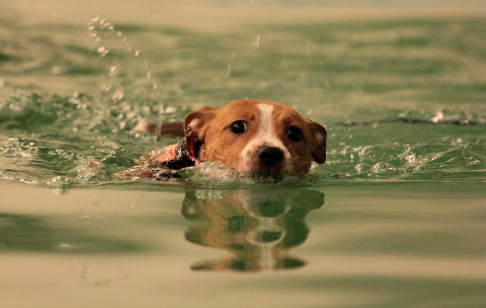 Staffordshire bull terrier Wenk Staff' s Legacy Of Buffy "CeCe" billede 29