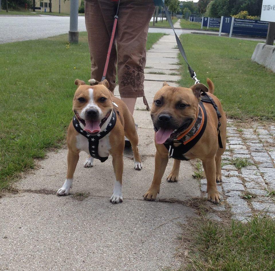 Staffordshire bull terrier Wenk Staff' s Legacy Of Buffy "CeCe" - CeCe med hendes bror Elo billede 31