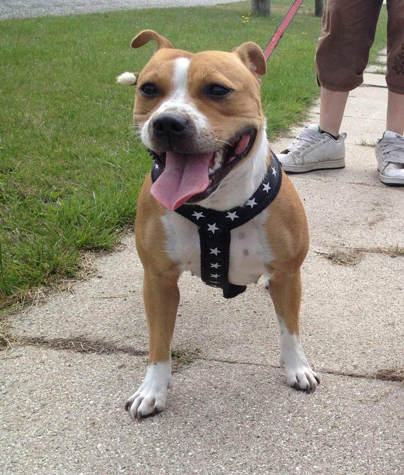 Staffordshire bull terrier Wenk Staff' s Legacy Of Buffy "CeCe" billede 32