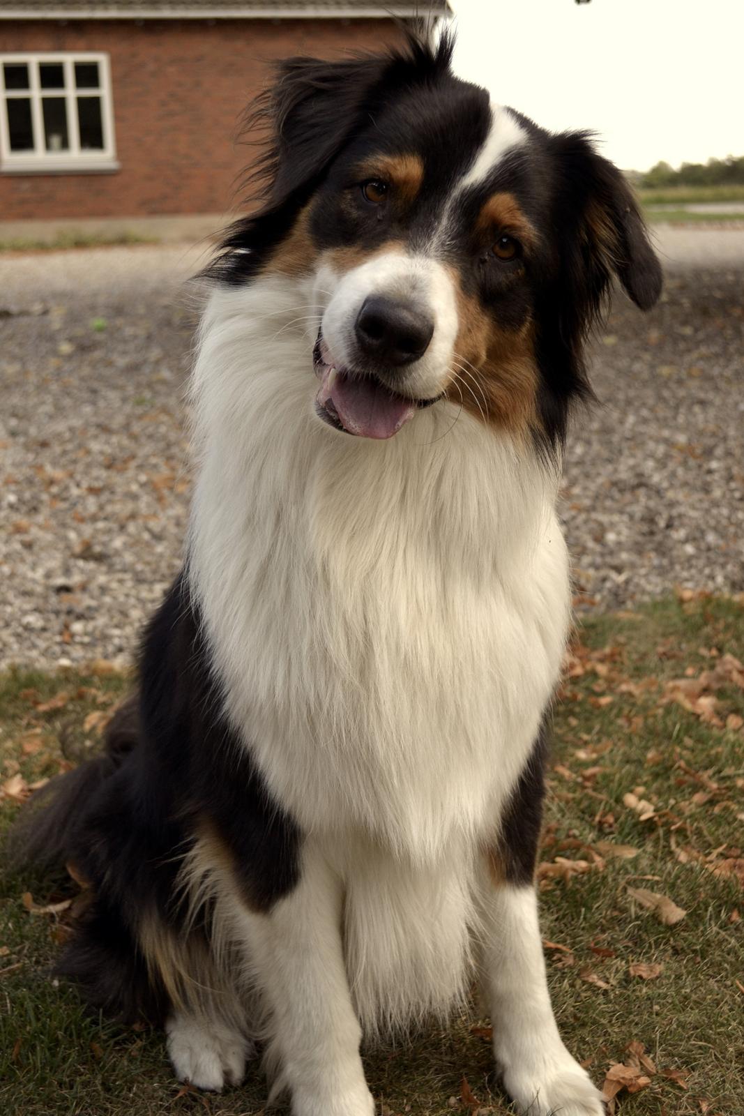 Australian shepherd Cash (Cassie) - Hovedet på skrå og glimtet i øjet ;) Wufff de damer :P billede 4