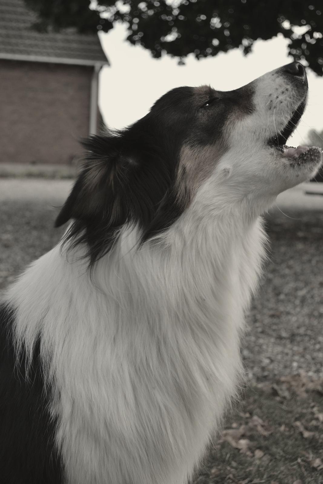Australian shepherd Cash (Cassie) billede 5