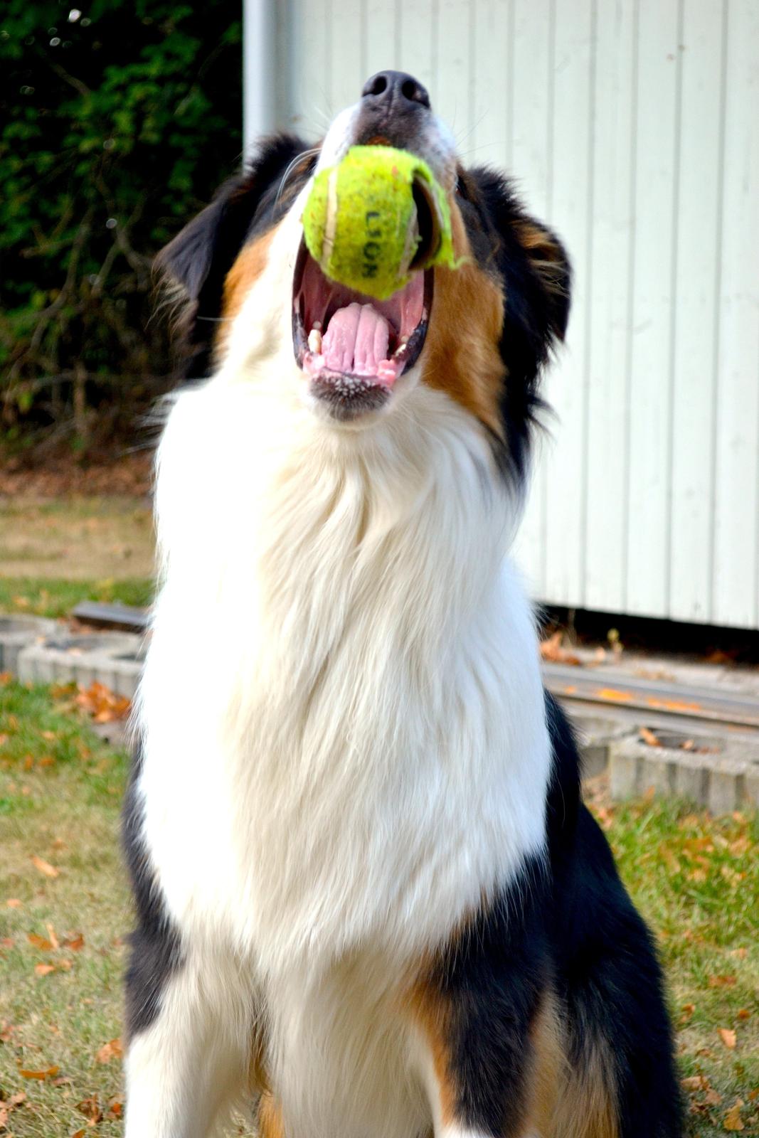 Australian shepherd Cash (Cassie) - Jeg har den! Jeg har den! :D billede 3