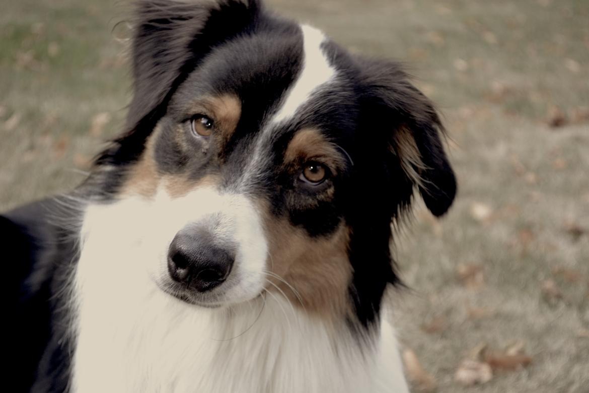 Australian shepherd Cash (Cassie) - Charme, Selvtillid og lækkert hår! :) billede 1