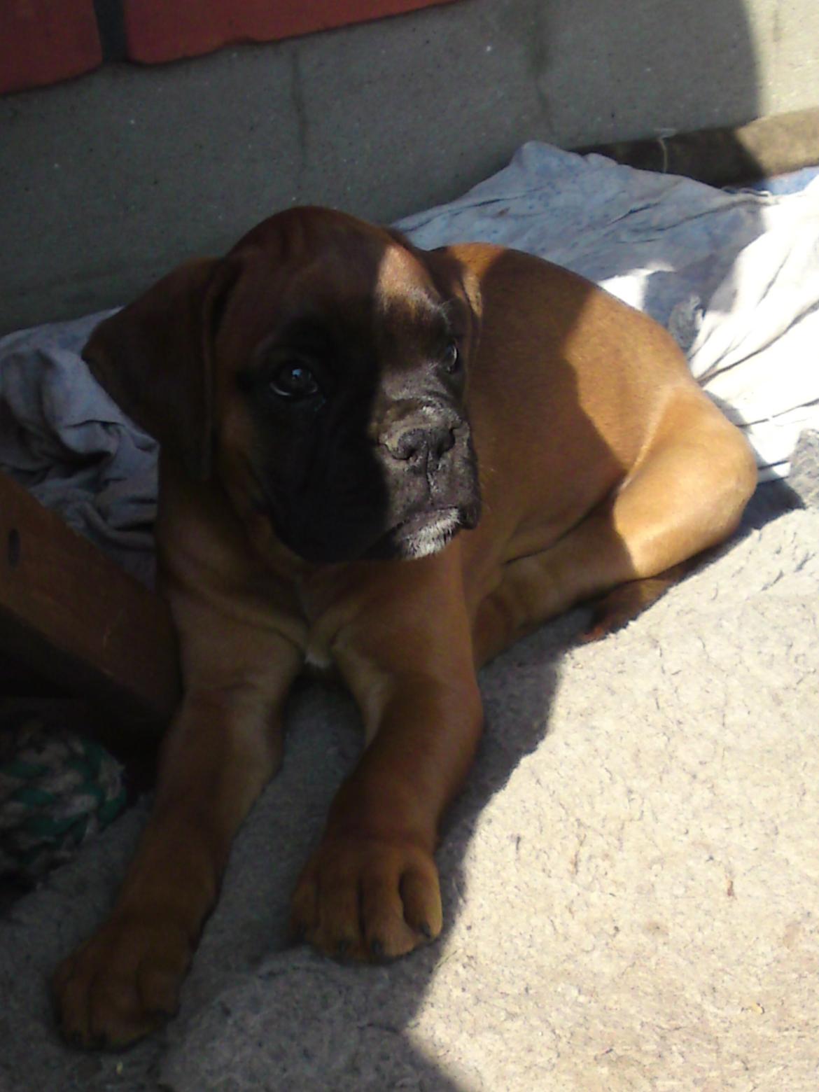 Boxer Skovhøjs Maja billede 1