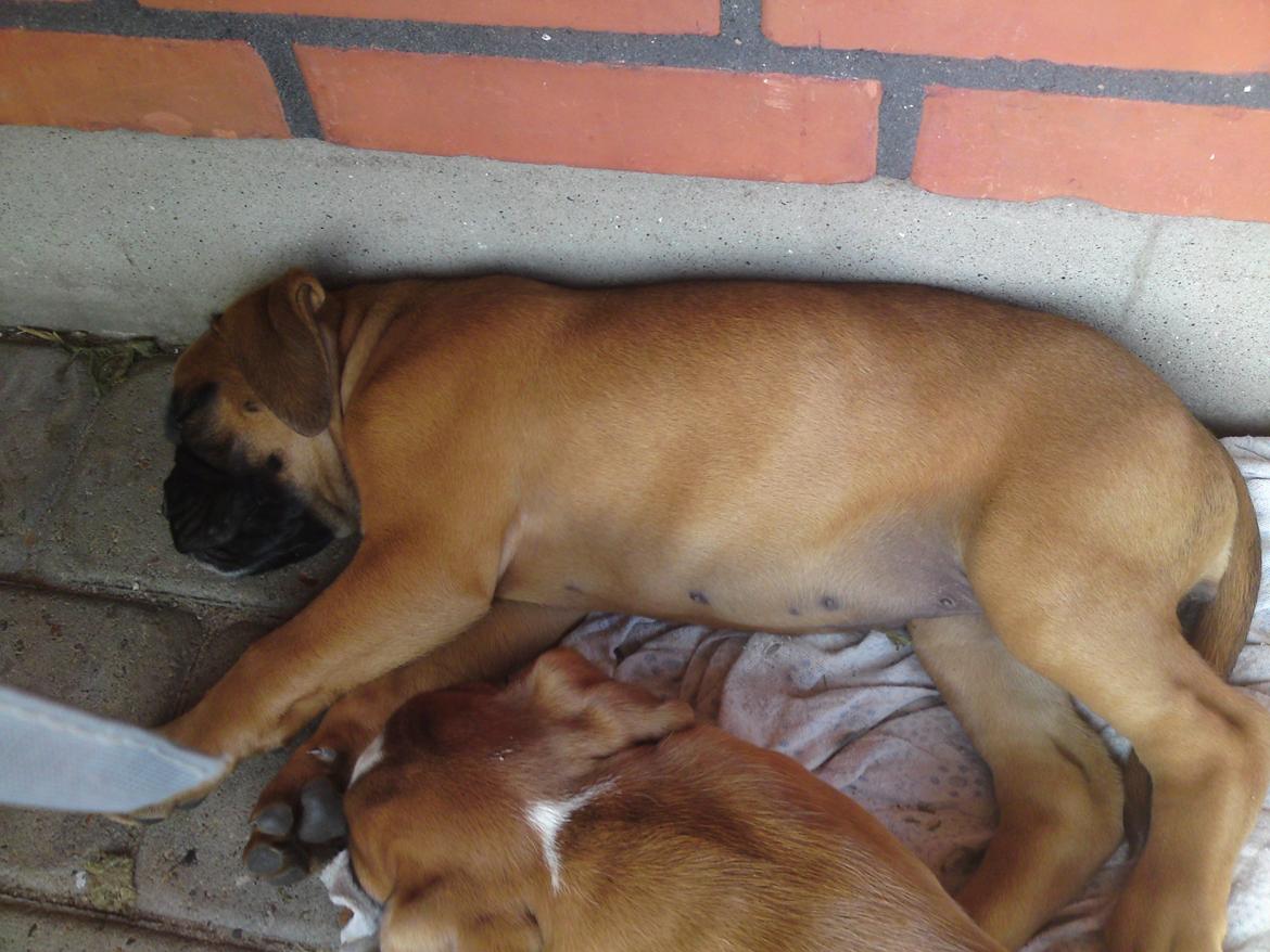 Boxer Skovhøjs Maja billede 2