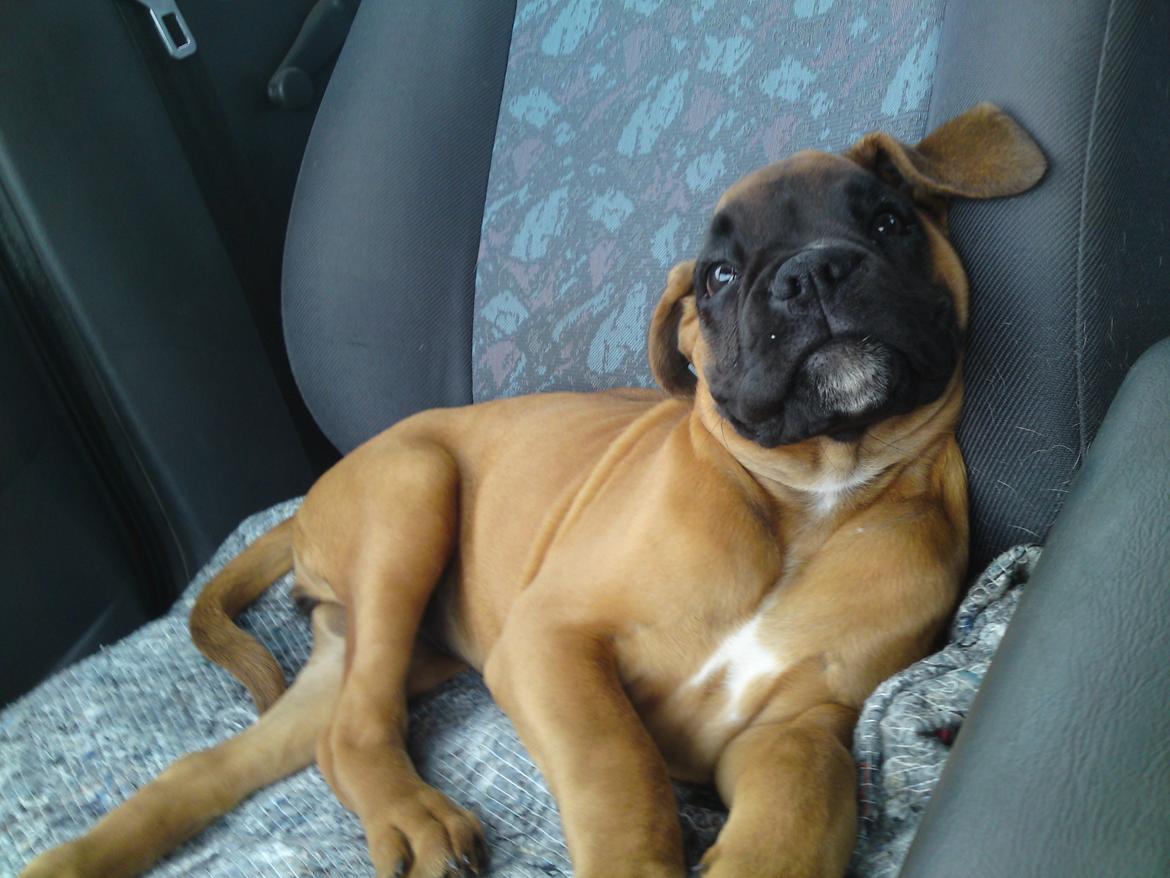 Boxer Skovhøjs Maja billede 3