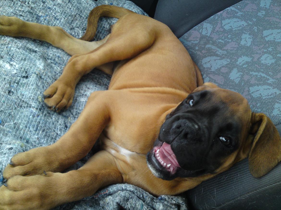 Boxer Skovhøjs Maja billede 4