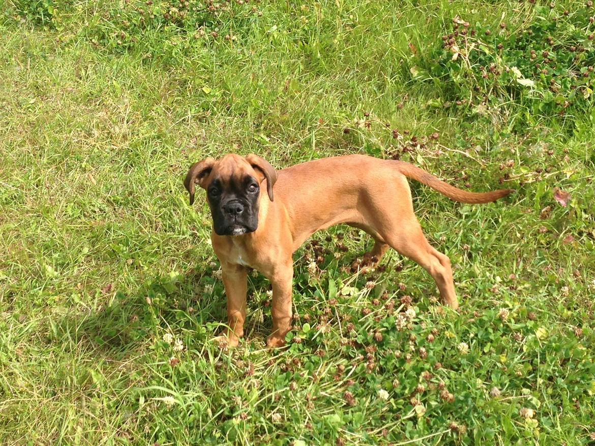 Boxer Skovhøjs Maja billede 5