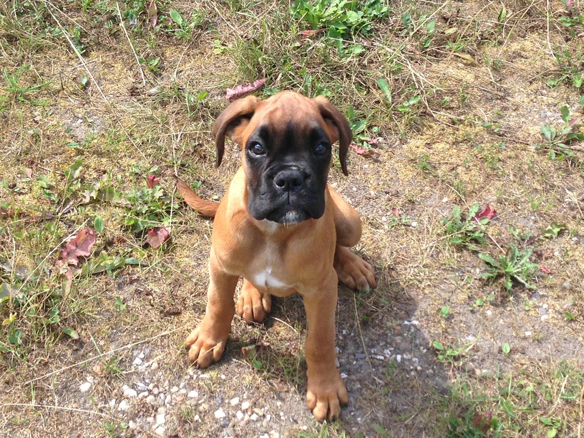 Boxer Skovhøjs Maja billede 6