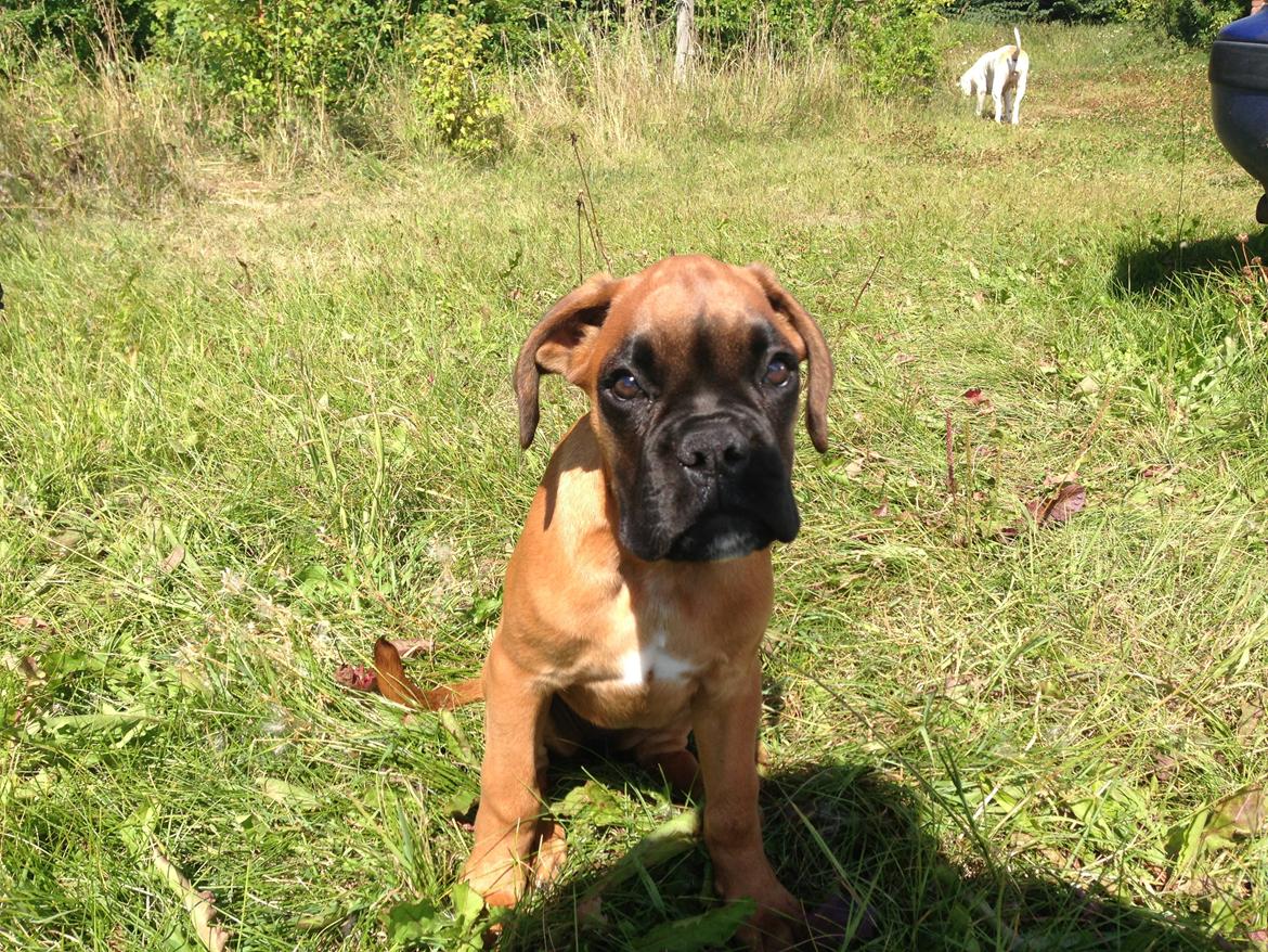 Boxer Skovhøjs Maja billede 7