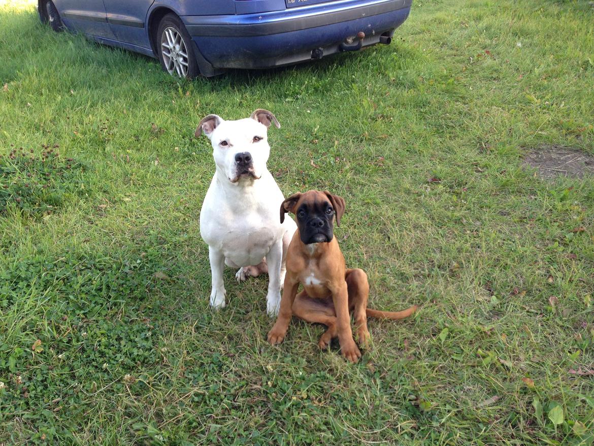 Boxer Skovhøjs Maja billede 8