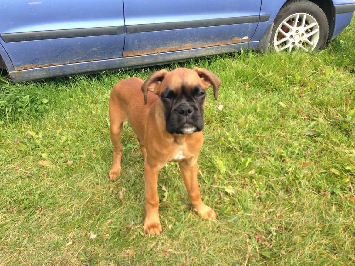 Boxer Skovhøjs Maja billede 9