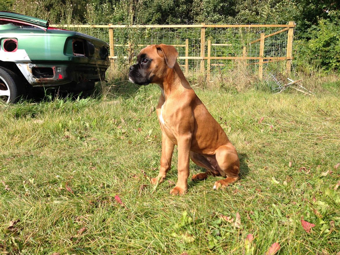 Boxer Skovhøjs Maja billede 10