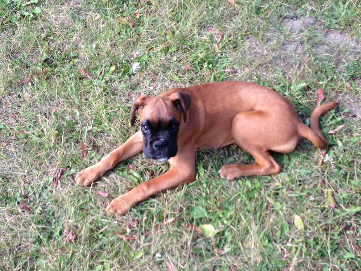 Boxer Skovhøjs Maja billede 11