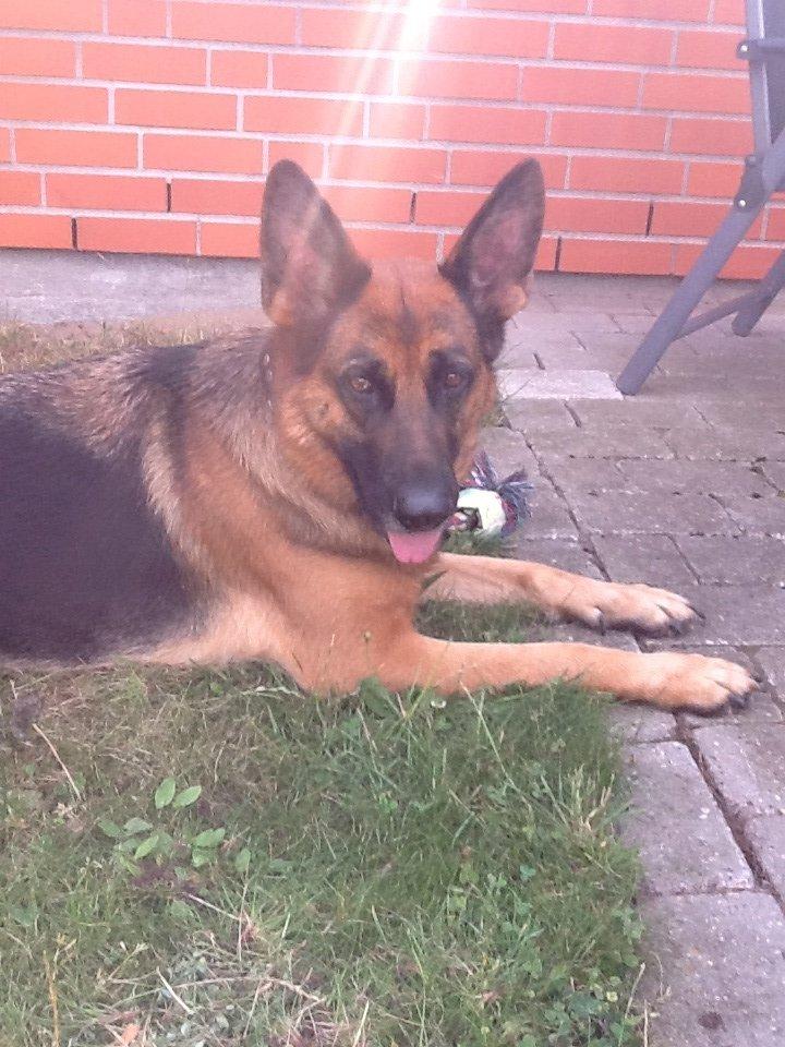 Schæferhund Studsdal Ulme billede 3