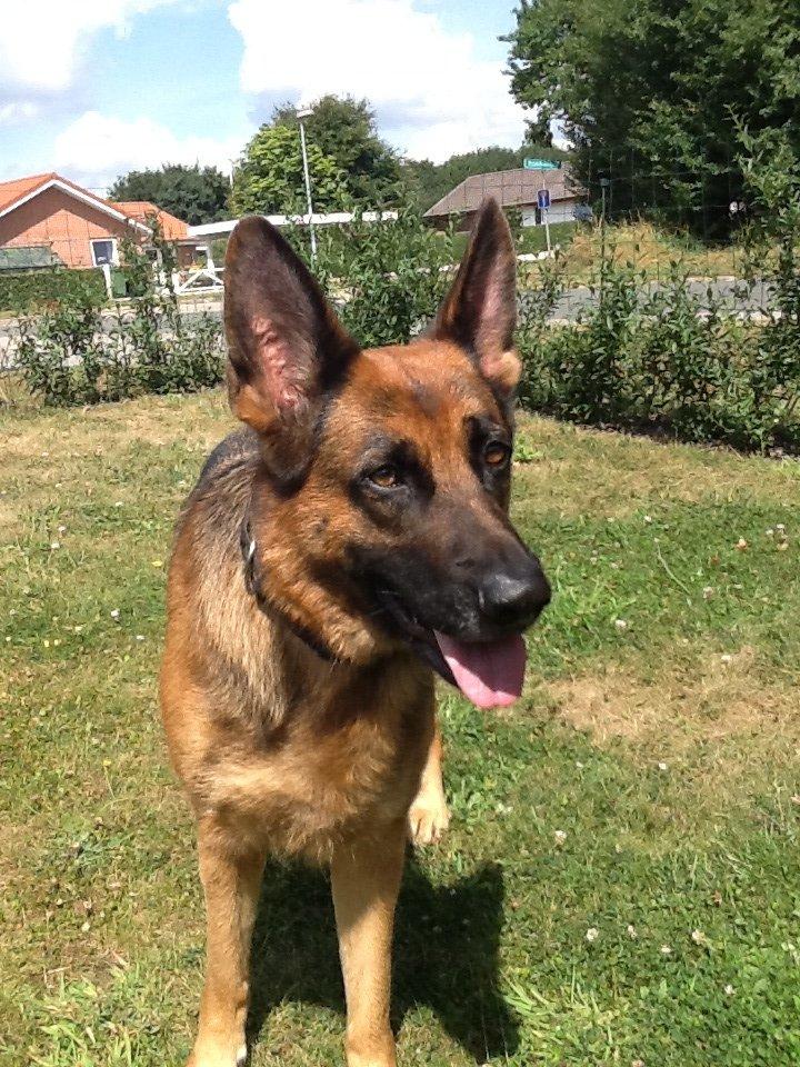 Schæferhund Studsdal Ulme billede 1