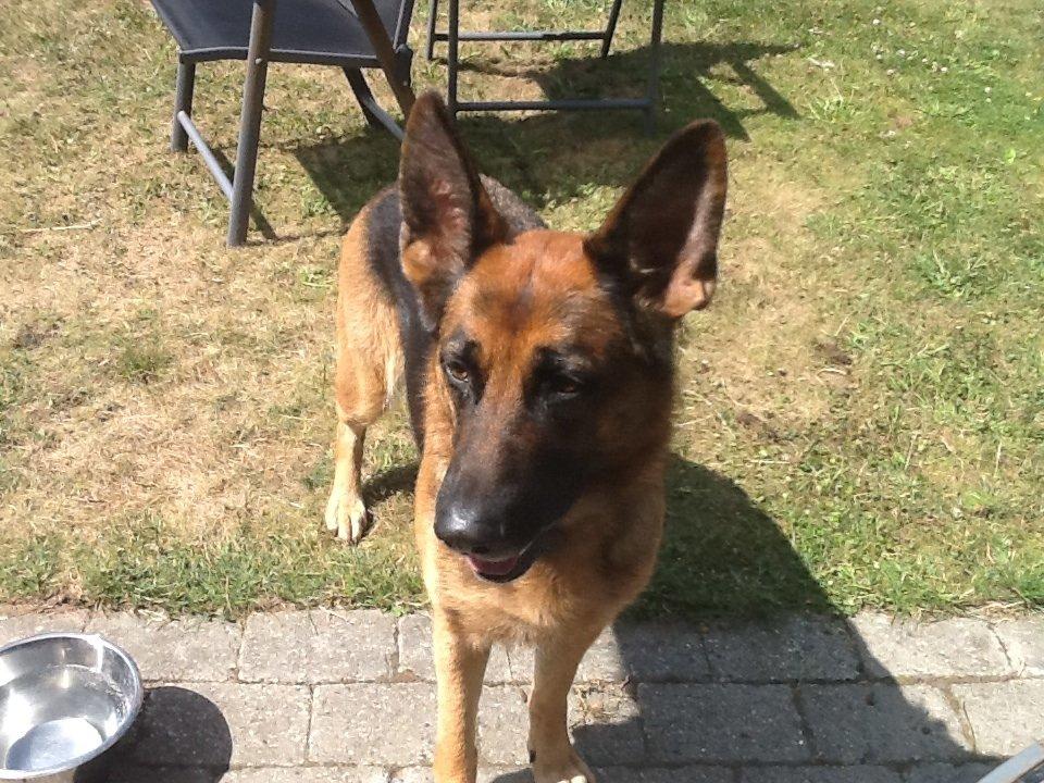 Schæferhund Studsdal Ulme billede 2