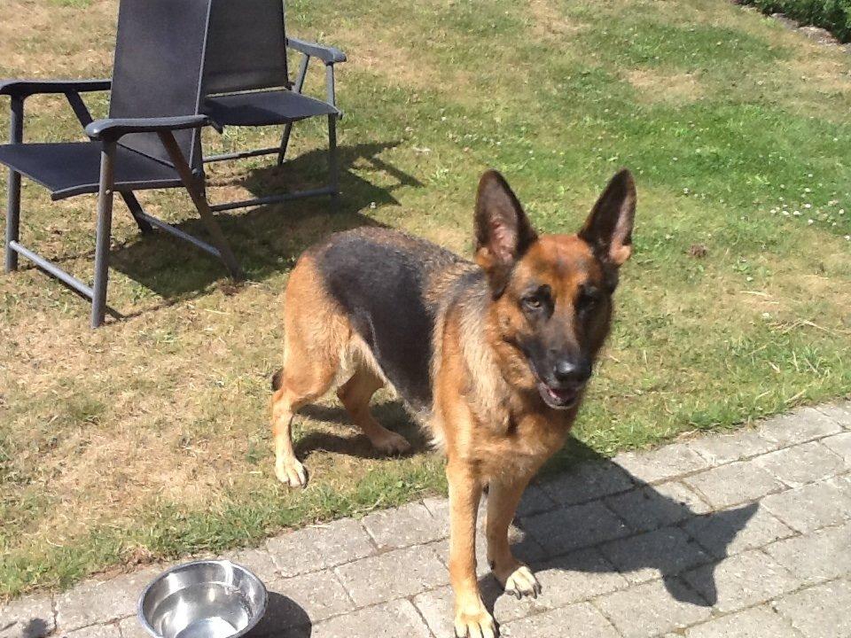 Schæferhund Studsdal Ulme billede 4