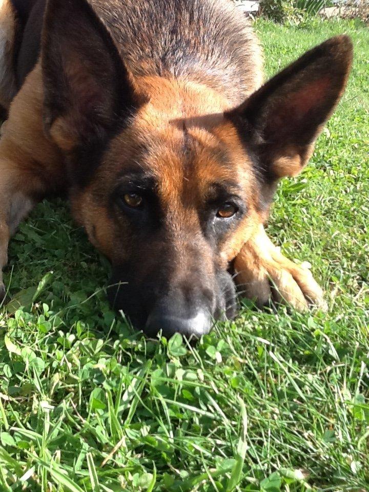 Schæferhund Studsdal Ulme billede 5