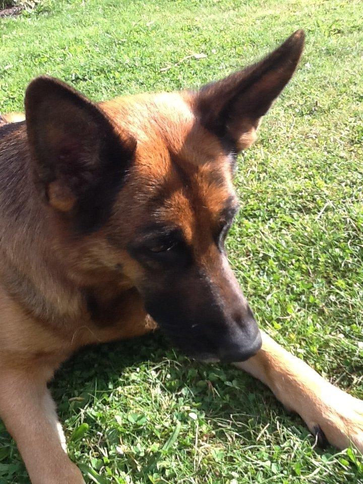 Schæferhund Studsdal Ulme billede 6