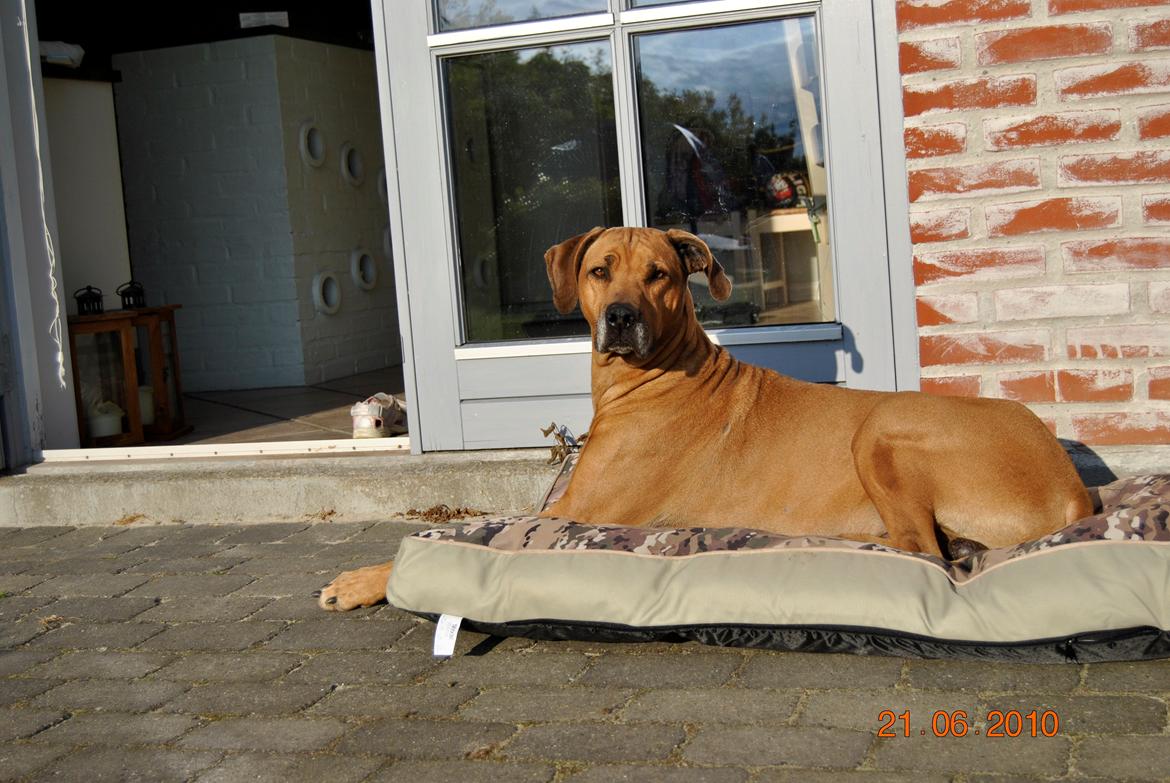 Rhodesian ridgeback Kuzonga's a Lion ( Leon )<3 <3 R.I.P. :''-( - smukke Leon<3  billede 2