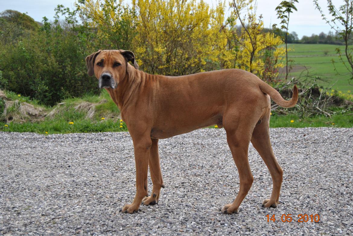 Rhodesian ridgeback Kuzonga's a Lion ( Leon )<3 <3 R.I.P. :''-( - RIP <3<3<3<3<3<3<3 billede 1
