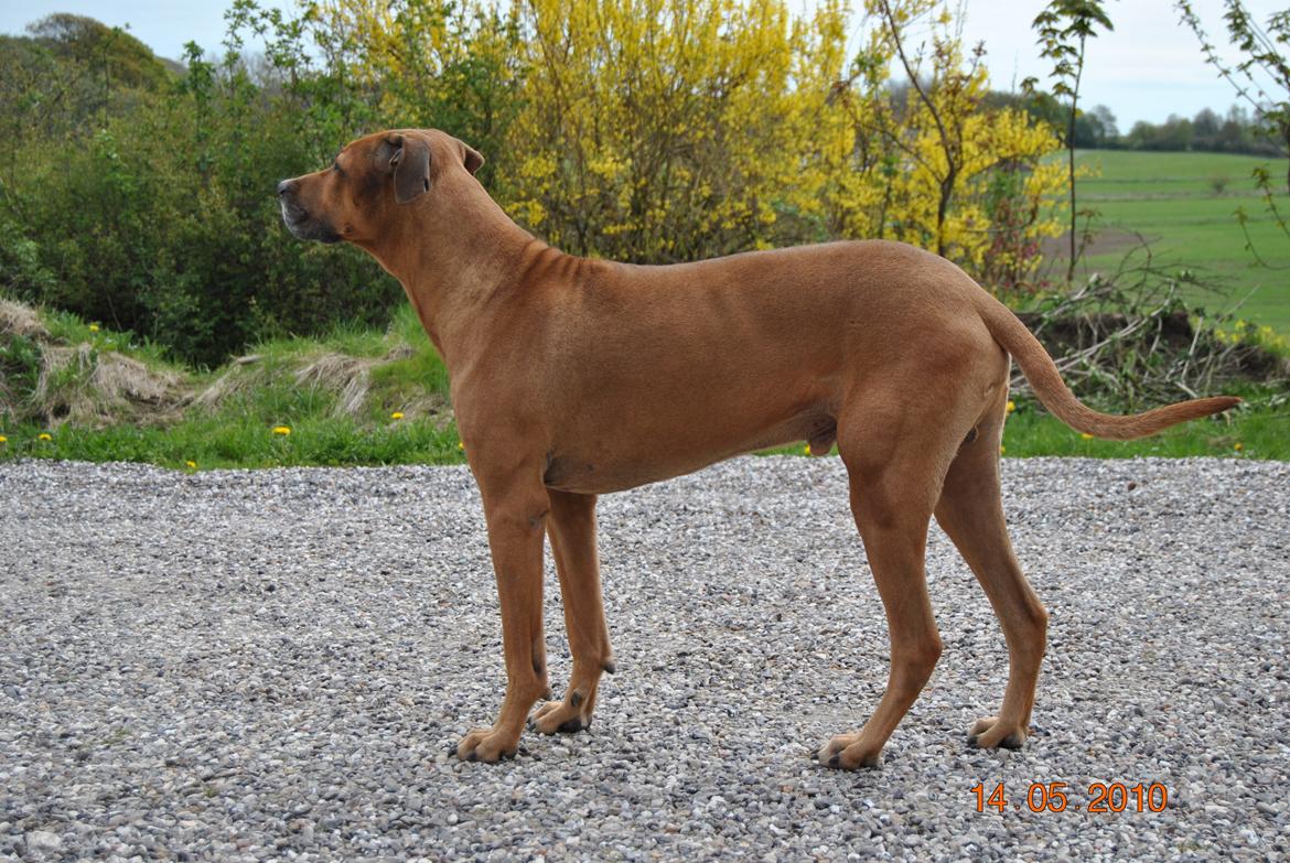 Rhodesian ridgeback Kuzonga's a Lion ( Leon )<3 <3 R.I.P. :''-( billede 3
