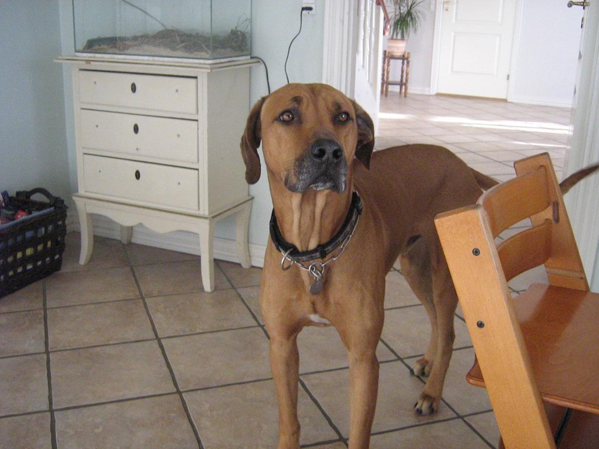 Rhodesian ridgeback Kuzonga's a Lion ( Leon )<3 <3 R.I.P. :''-( billede 4