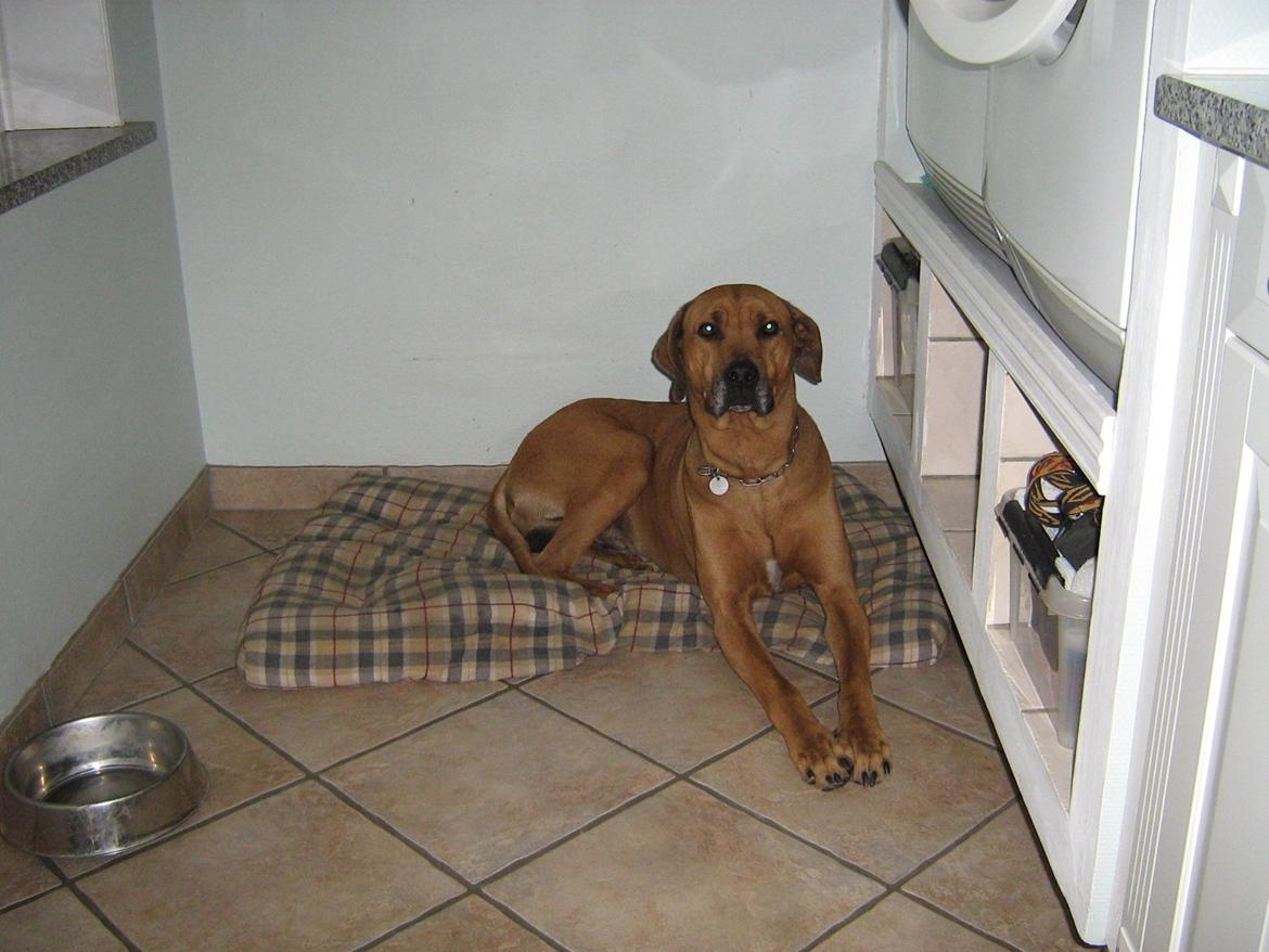 Rhodesian ridgeback Kuzonga's a Lion ( Leon )<3 <3 R.I.P. :''-( billede 5