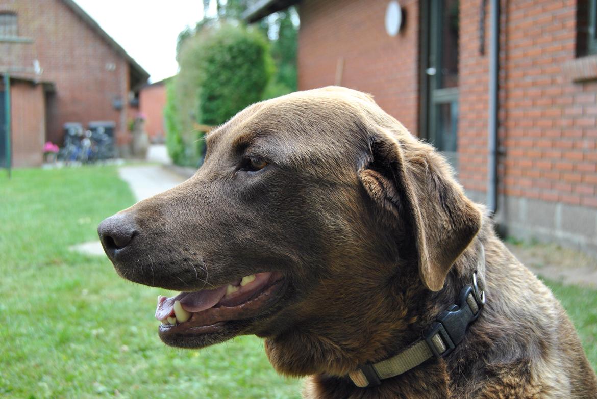 Labrador retriever Buller ~ R.I.P. 26 Nov. 2013 ~ billede 1