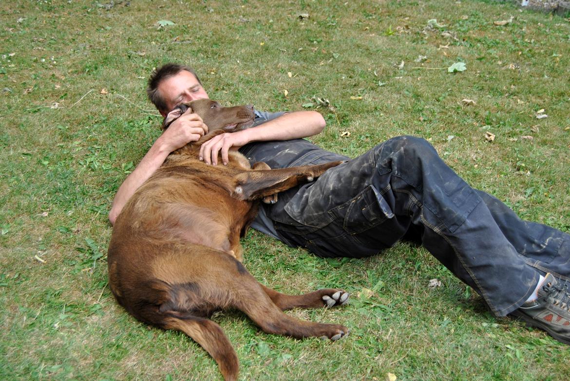 Labrador retriever Buller ~ R.I.P. 26 Nov. 2013 ~ billede 2