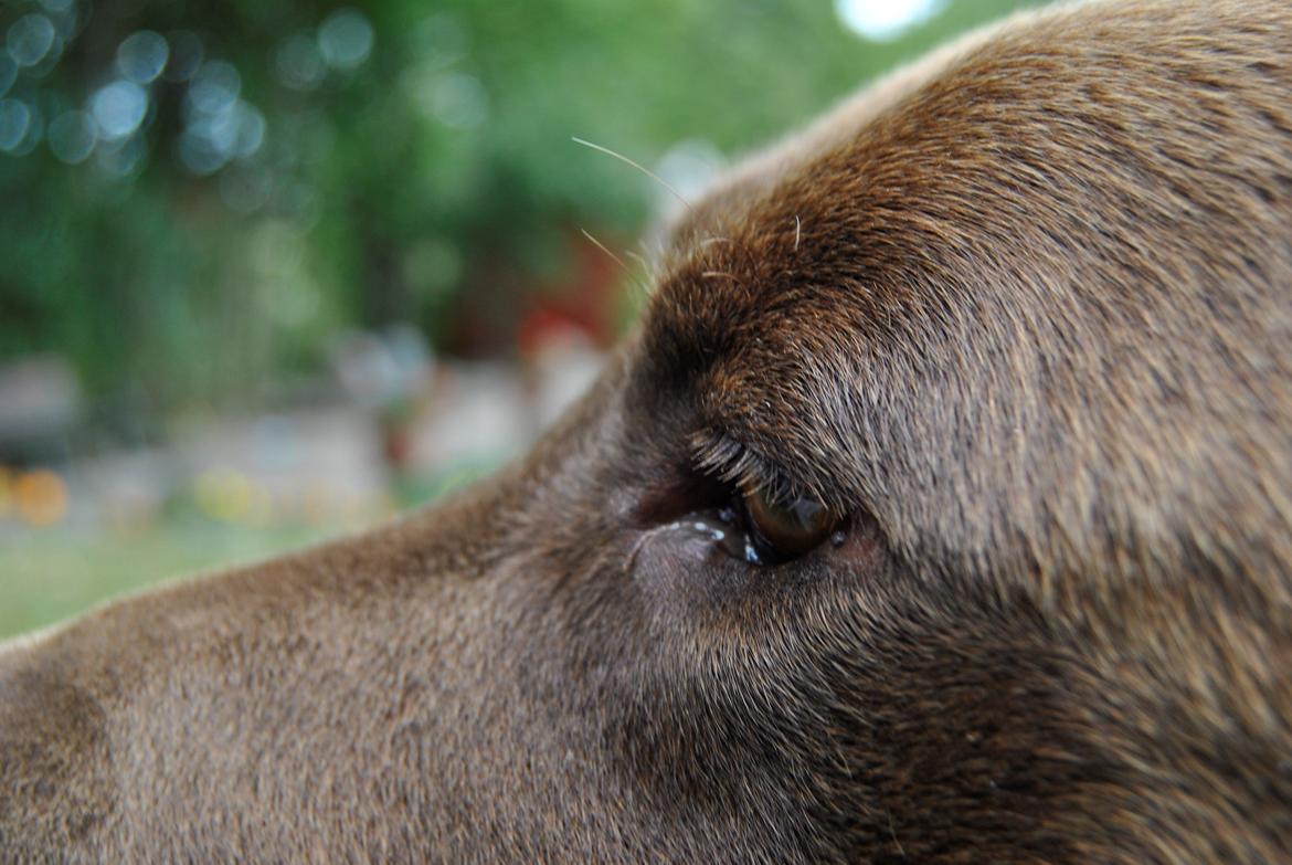 Labrador retriever Buller ~ R.I.P. 26 Nov. 2013 ~ billede 3