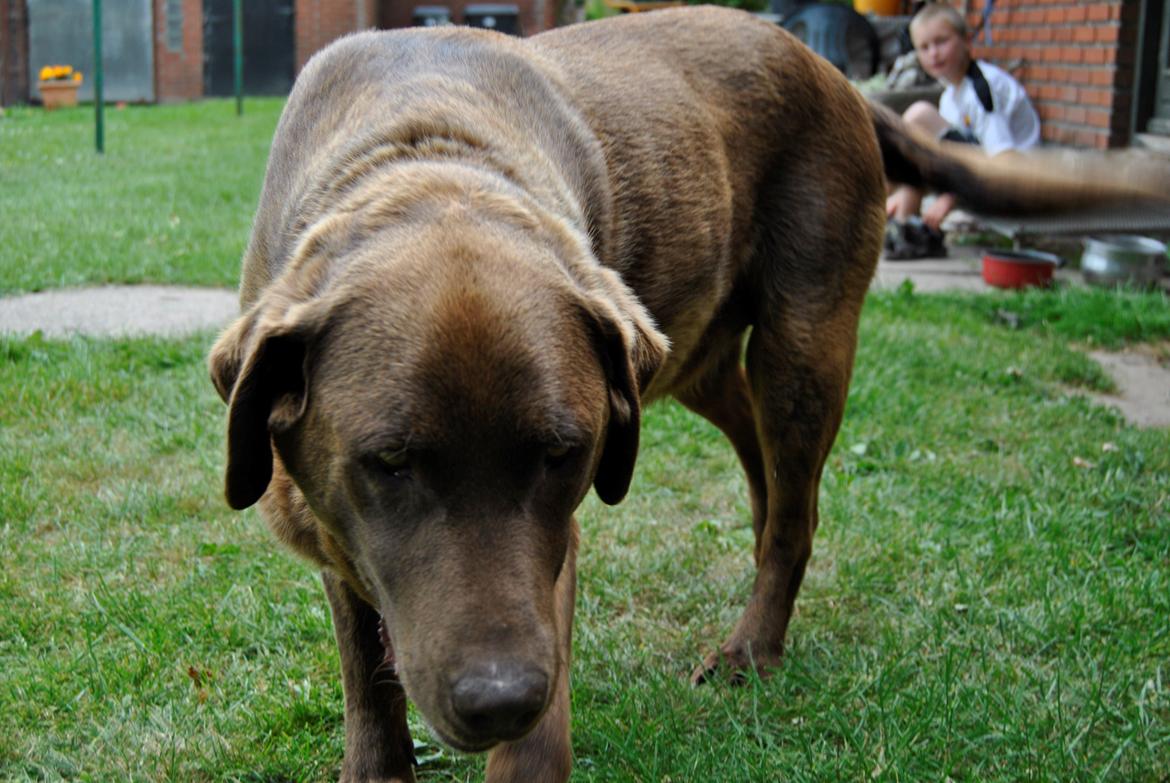 Labrador retriever Buller ~ R.I.P. 26 Nov. 2013 ~ billede 4