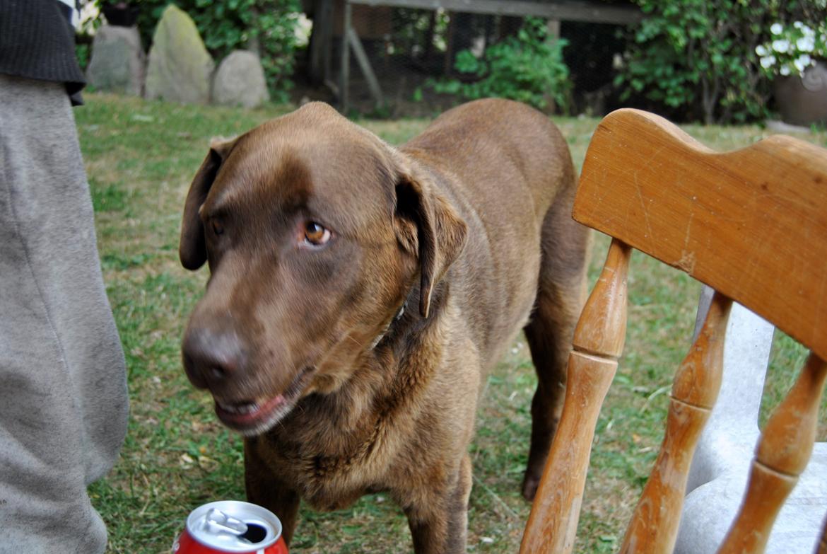 Labrador retriever Buller ~ R.I.P. 26 Nov. 2013 ~ billede 5