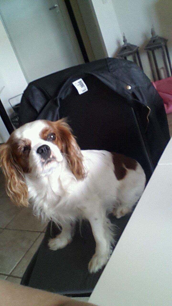 Cavalier king charles spaniel Kia billede 1