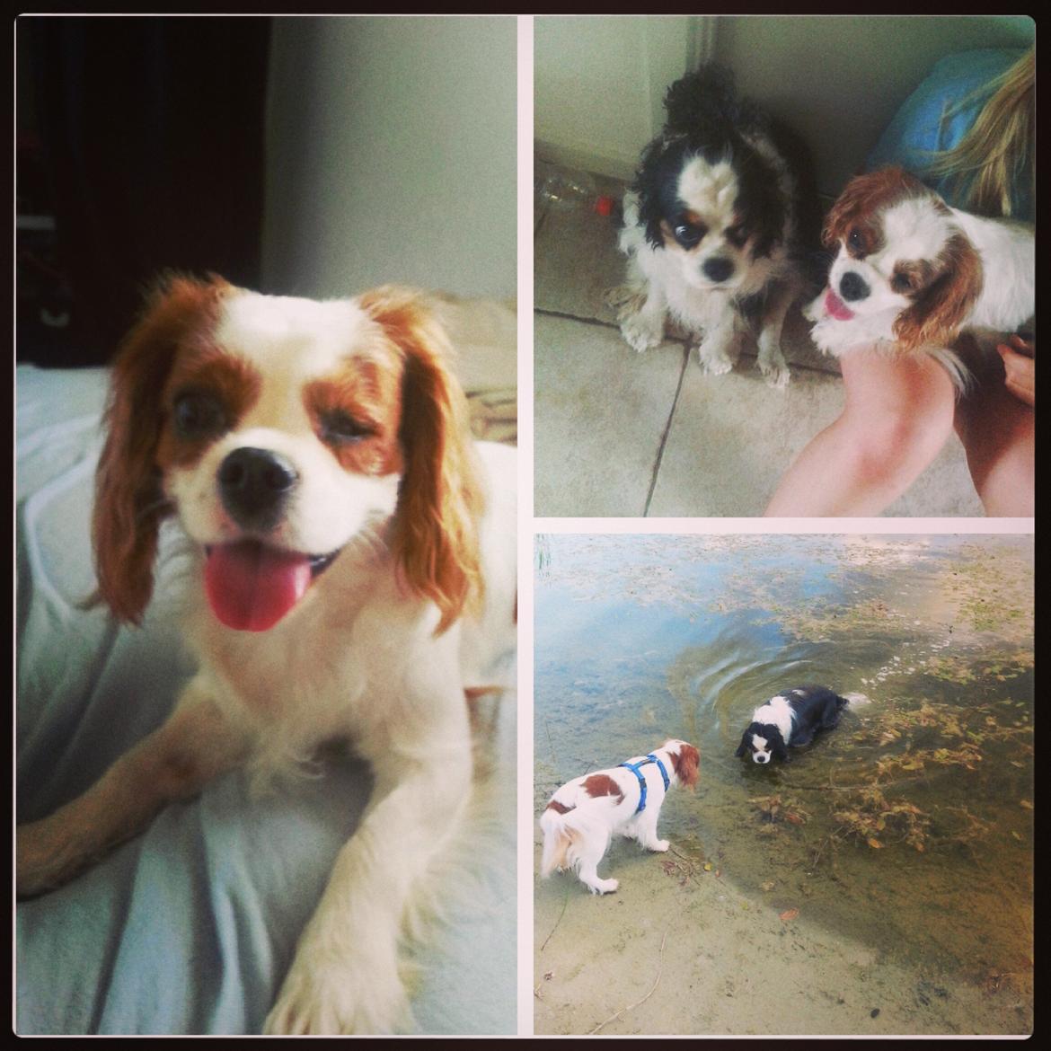 Cavalier king charles spaniel Kia billede 2