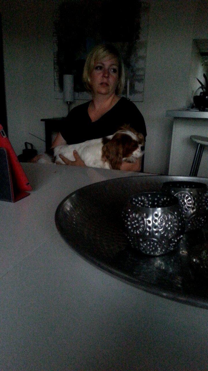 Cavalier king charles spaniel Kia billede 3