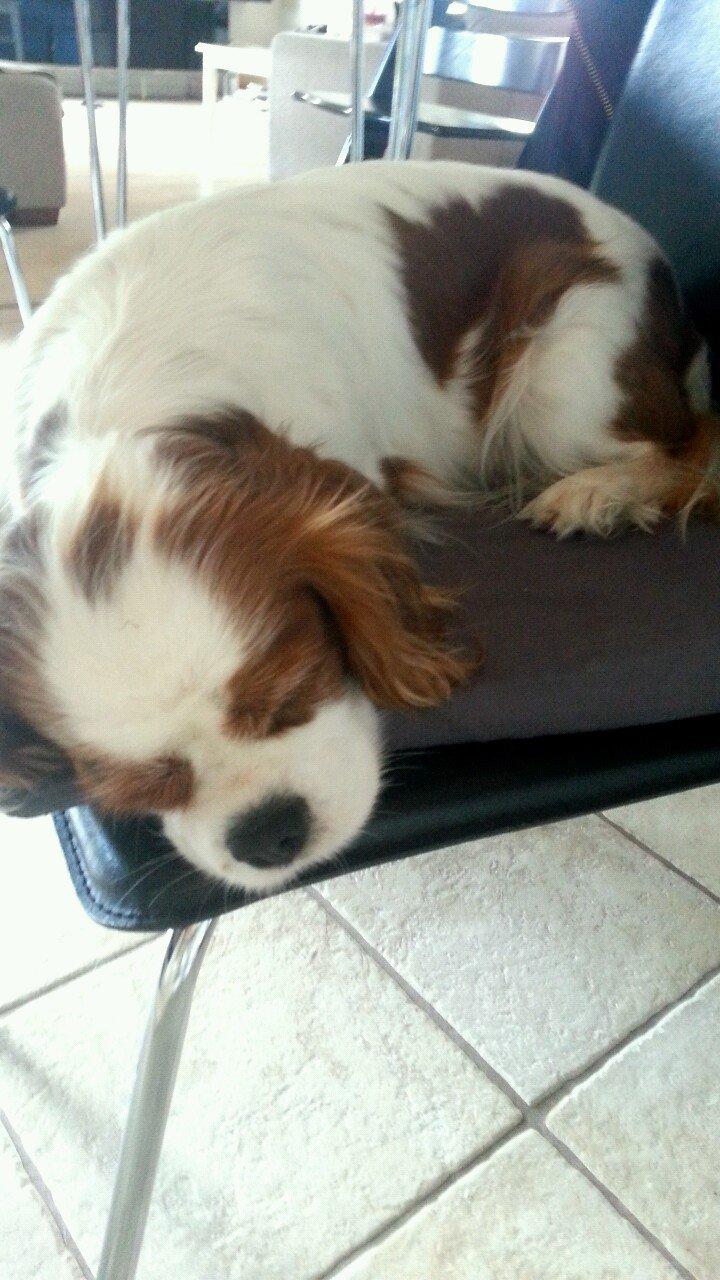 Cavalier king charles spaniel Kia billede 4