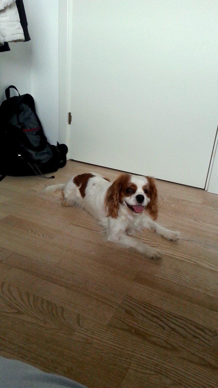 Cavalier king charles spaniel Kia billede 6