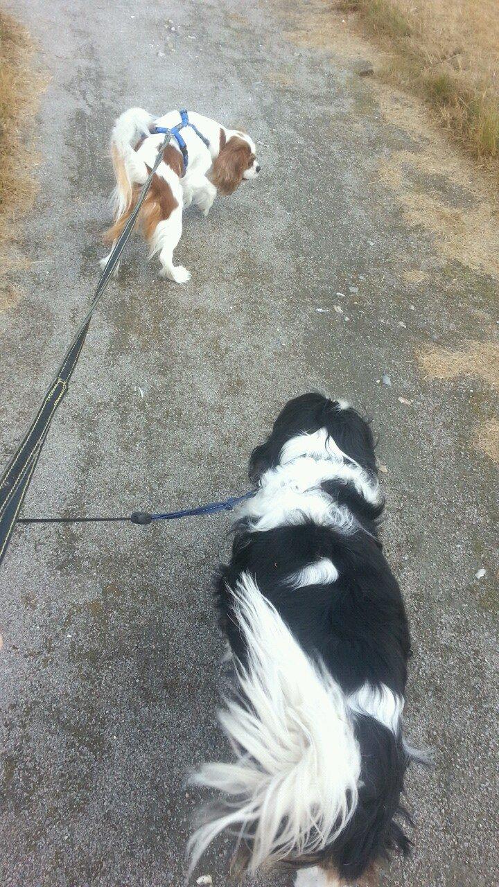 Cavalier king charles spaniel Kia billede 7