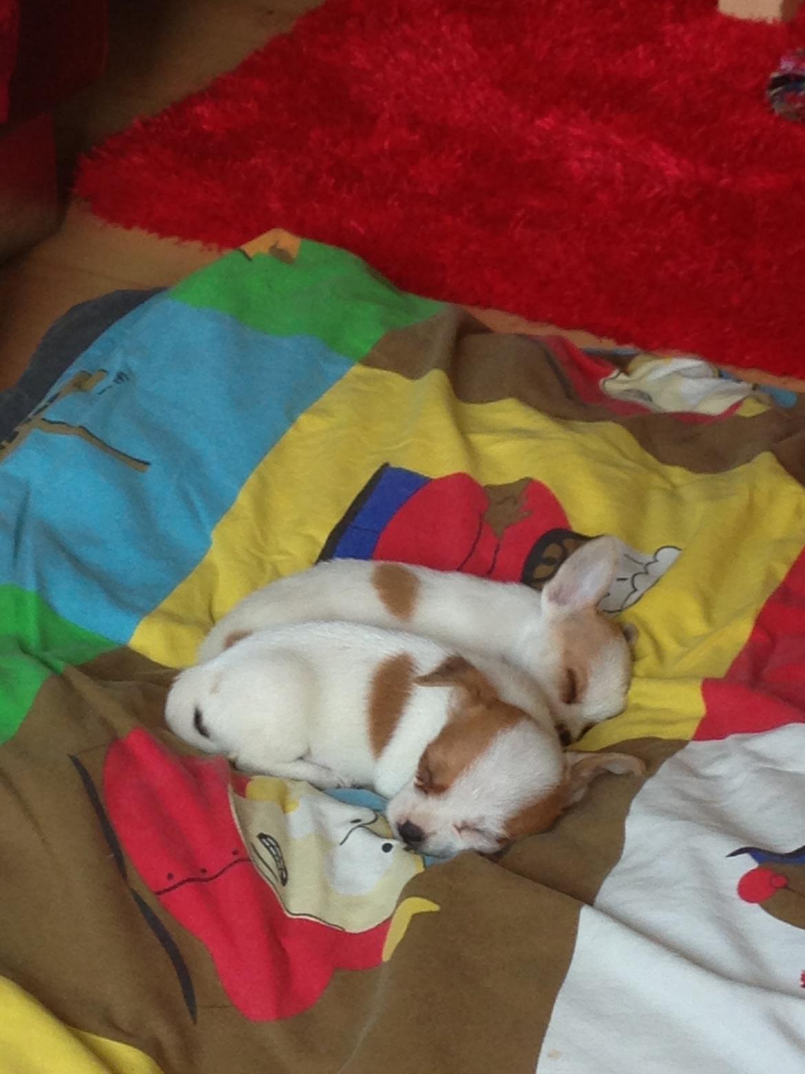 Blanding af racer Diva billede 1