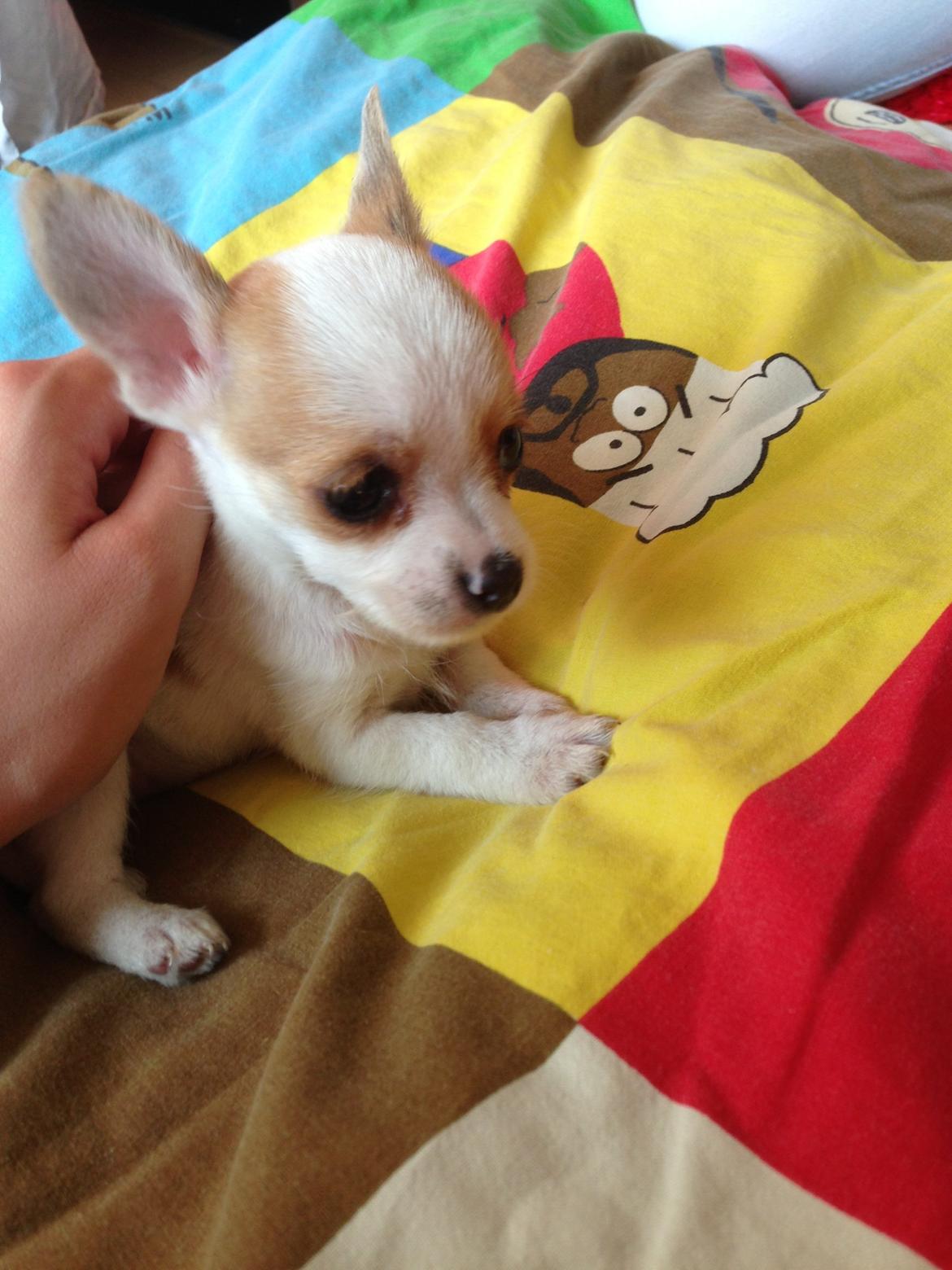 Blanding af racer Diva billede 2