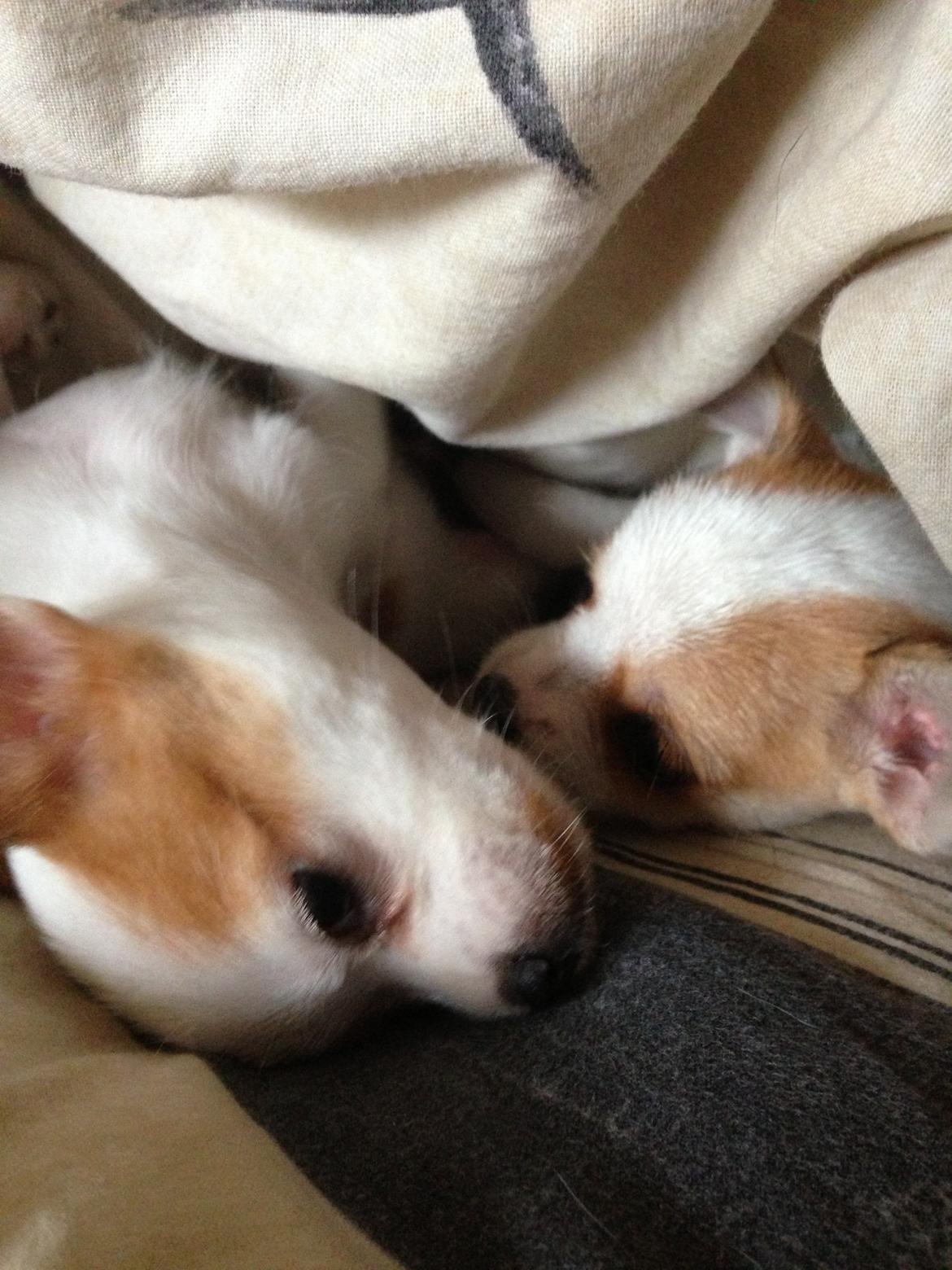 Blanding af racer Diva billede 3