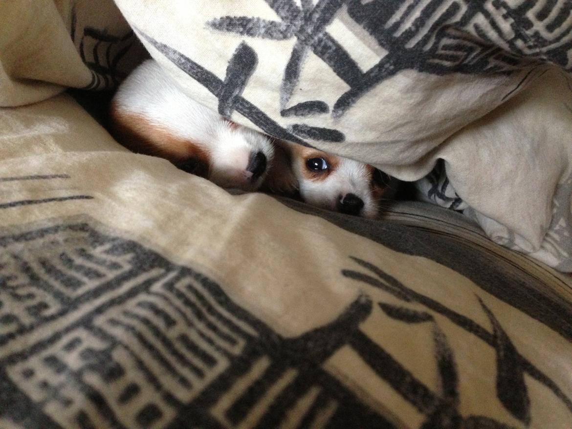 Blanding af racer Diva billede 4