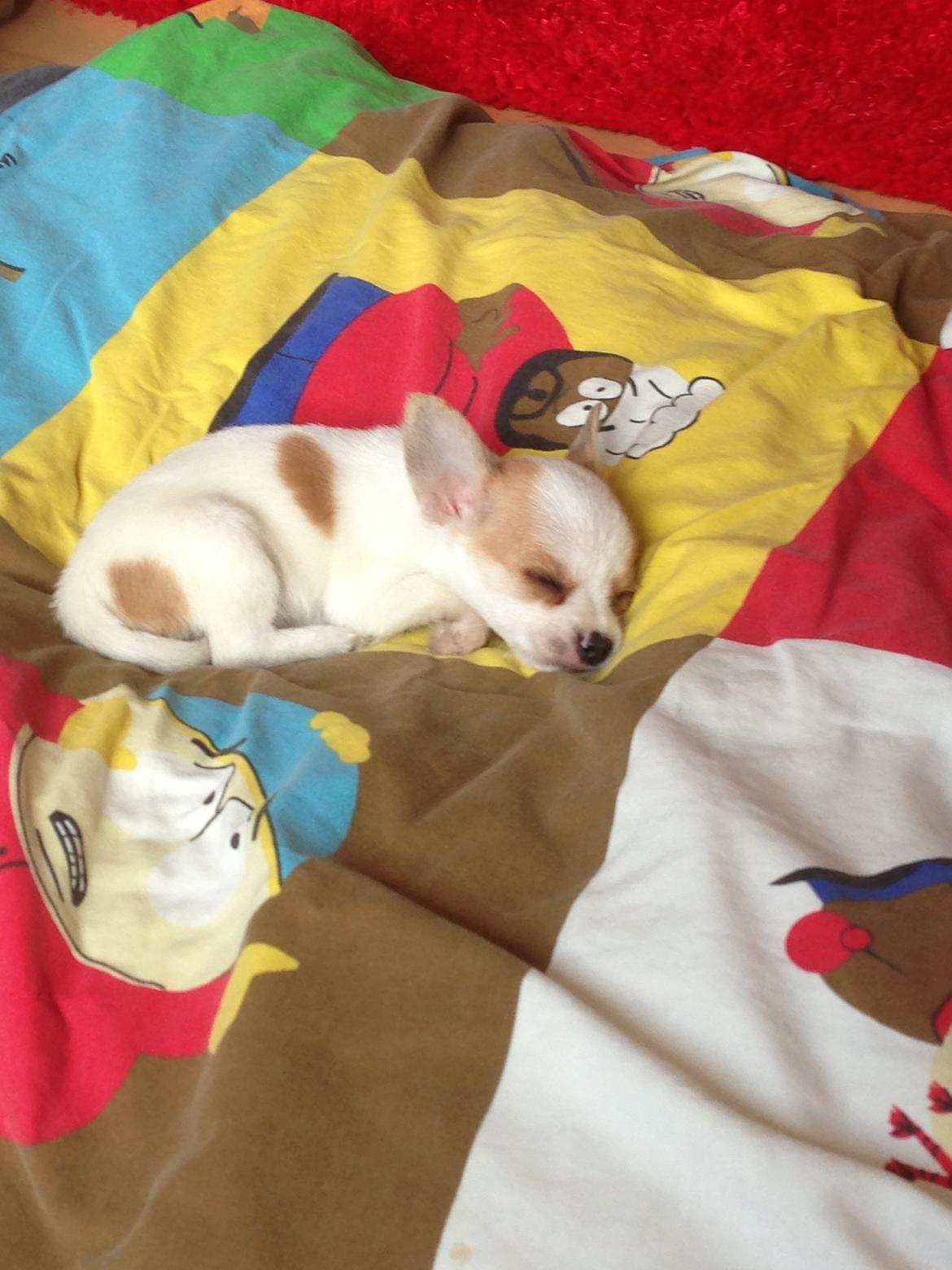 Blanding af racer Diva billede 5