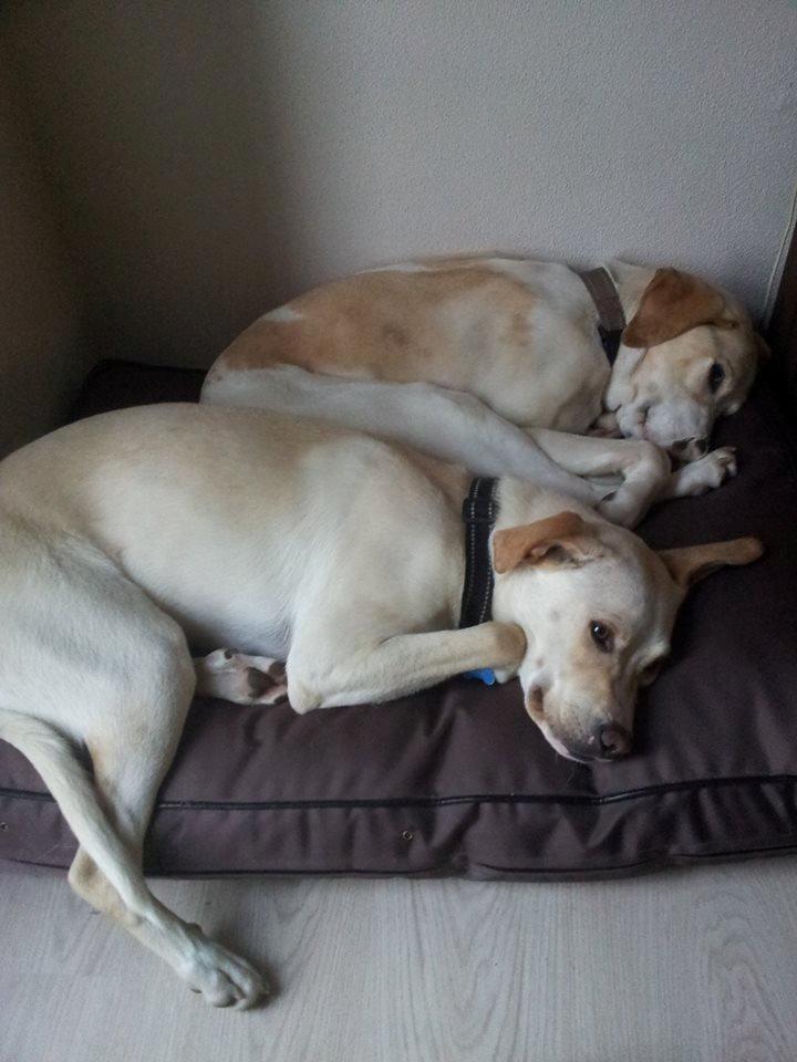 Blanding af racer Balou billede 2