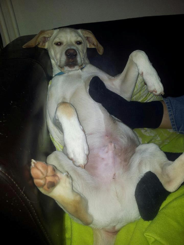 Blanding af racer Balou billede 3