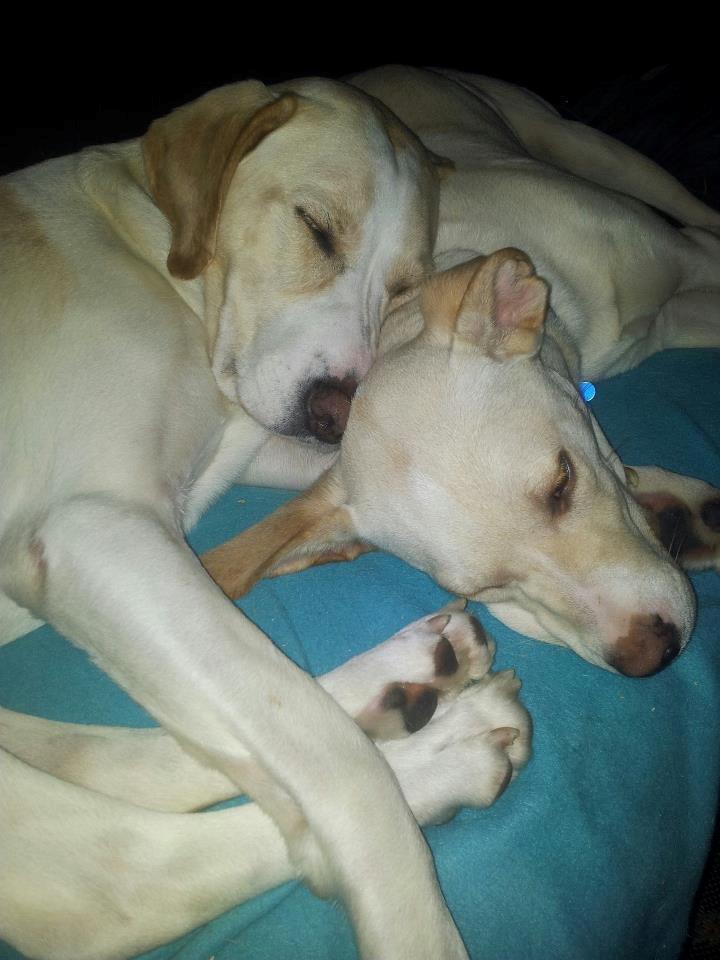 Blanding af racer Balou billede 4