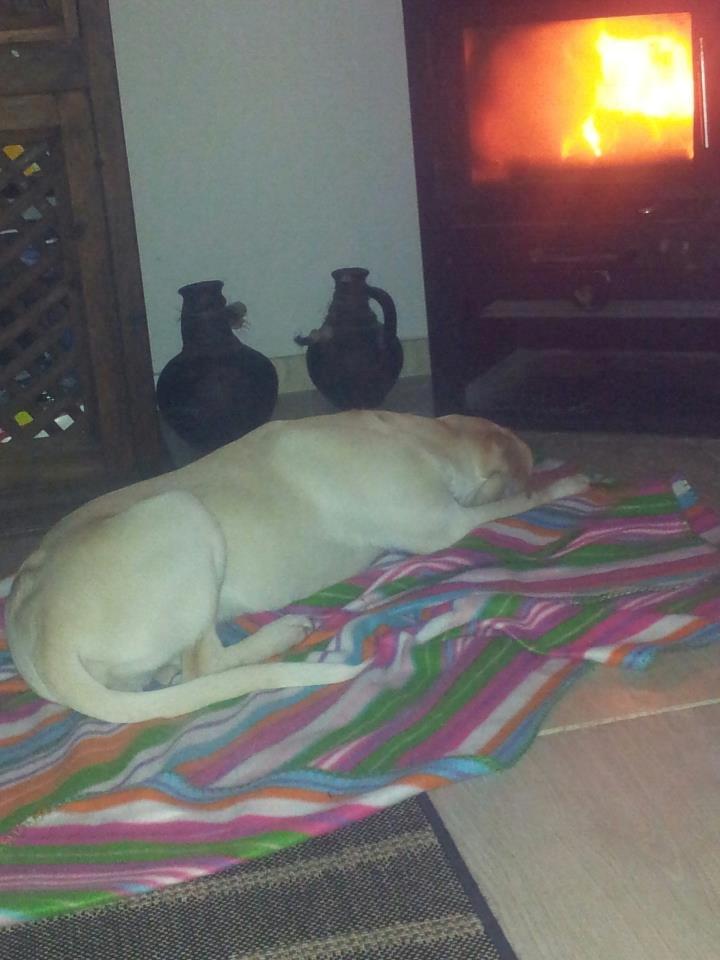 Blanding af racer Balou billede 5