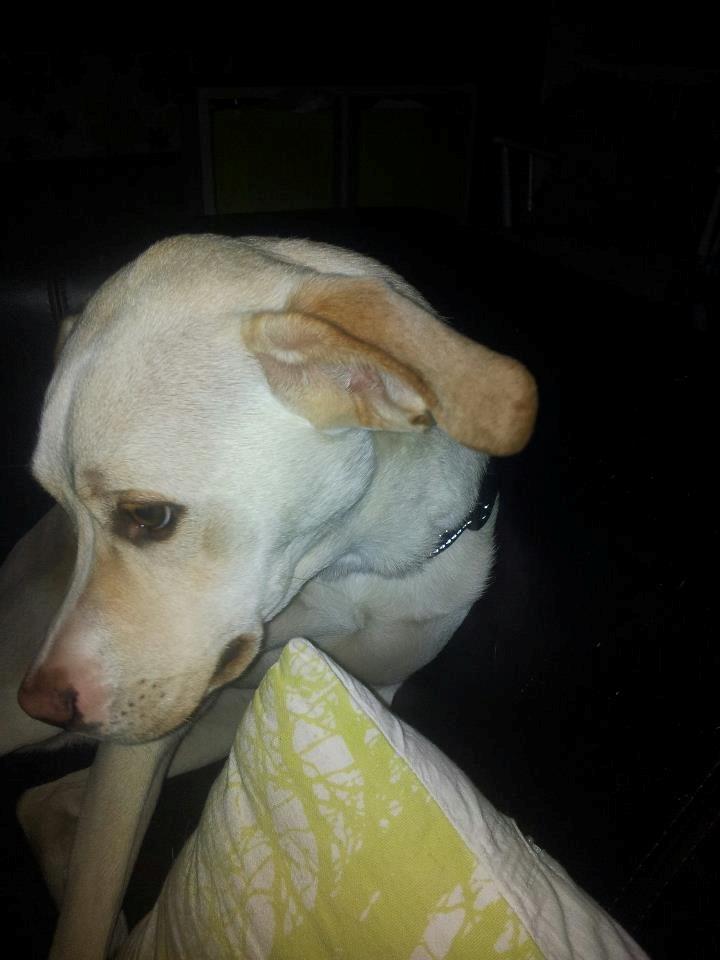 Blanding af racer Balou billede 1